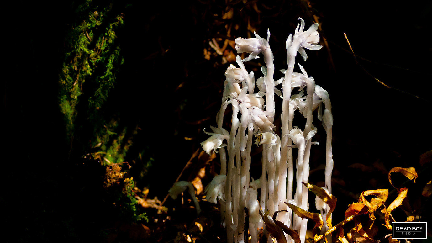 Photo of some ghost flowers in the woods.